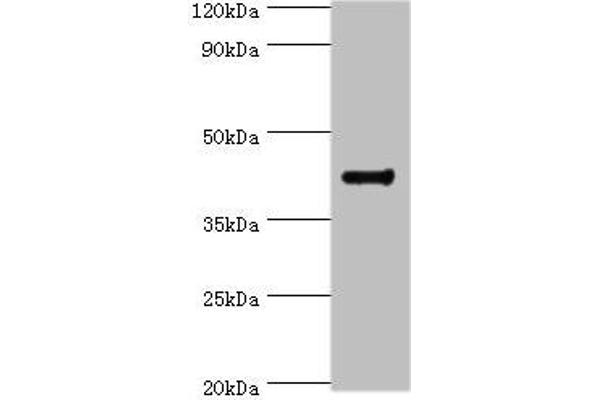 RGS2 anticorps  (AA 1-241)