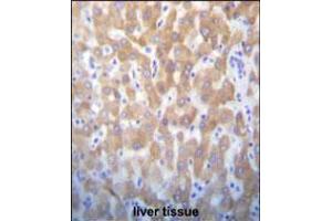 FASTK Antibody immunohistochemistry analysis in formalin fixed and paraffin embedded human liver tissue followed by peroxidase conjugation of the secondary antibody and DAB staining.