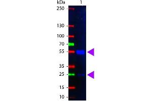 Western Blot of Fluorescein Conjugated Rabbit anti-Swine IgG antibody. (Rabbit anti-Pig IgG (Heavy & Light Chain) Antibody (FITC))