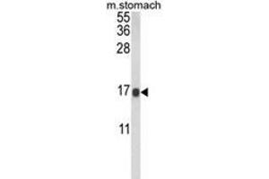 Western blot analysis of LGALS2 Antibody (Center) in mouse stomach tissue lysates (35ug/lane).