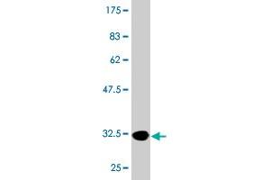 Western Blot detection against Immunogen (33 KDa) . (MTCP1 antibody  (AA 1-68))