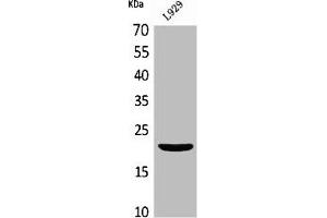Western Blot analysis of L929 cells using IL-29 Polyclonal Antibody (IL29 antibody  (Internal Region))