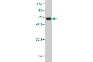 Western Blot detection against Immunogen (55. (HHEX antibody  (AA 1-270))
