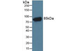 Figure. (C4A antibody  (AA 678-761))