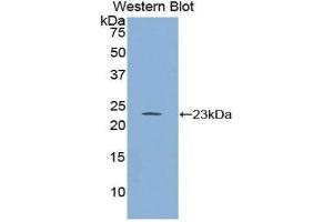 Western Blotting (WB) image for anti-Regulator of G-Protein Signaling 4 (RGS4) (AA 38-205) antibody (ABIN1860441) (RGS4 antibody  (AA 38-205))