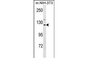 Western blot analysis in mouse NIH-3T3 cell line lysates (35ug/lane). (SIN3A antibody  (C-Term))