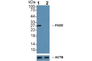 Knockout Varification: ;Lane 1: Wild-type RaW264. (FADD antibody  (AA 7-178))