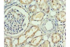 Immunohistochemistry of paraffin-embedded human kidney tissue using ABIN7167852 at dilution of 1:100 (RBP4 antibody  (AA 19-201))