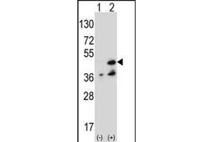Western blot analysis of NME7 (arrow) using rabbit polyclonal NME7 Antibody (V40) (ABIN392659 and ABIN2842159).