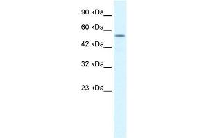 WB Suggested Anti-KCNK10 Antibody Titration:  1. (KCNK10 antibody  (C-Term))