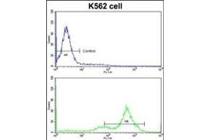 Flow cytometric analysis of K562 cells using GATA2 Antibody (C-term)(bottom histogram) compared to a negative control cell (top histogram)FITC-conjugated goat-anti-rabbit secondary antibodies were used for the analysis. (GATA2 antibody  (C-Term))