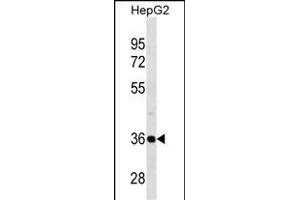 PSMD14 Antibody (C-term) (ABIN1536957 and ABIN2838261) western blot analysis in HepG2 cell line lysates (35 μg/lane). (PSMD14 antibody  (C-Term))