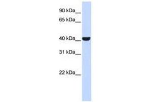 Image no. 1 for anti-ER Lipid Raft Associated 2 (ERLIN2) (C-Term) antibody (ABIN6741452) (ERLIN2 antibody  (C-Term))