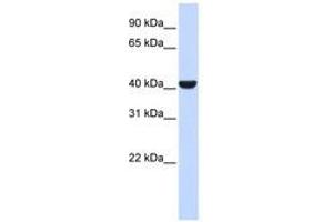 Image no. 1 for anti-ER Lipid Raft Associated 2 (ERLIN2) (C-Term) antibody (ABIN6741452)