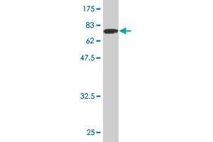 Western Blot detection against Immunogen (81. (TOE1 antibody  (AA 1-510))