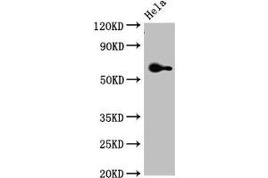 Western Blot Positive WB detected in: Hela whole cell lysate All lanes: FZD4 antibody at 3. (FZD4 antibody  (AA 37-222))