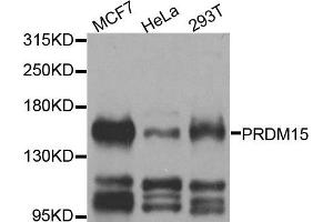 Western blot analysis of extracts of various cell lines, using PRDM15 antibody. (PRDM15 antibody)