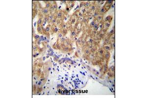 MUC15 Antibody (C-term) (ABIN656956 and ABIN2846141) immunohistochemistry analysis in formalin fixed and paraffin embedded human liver tissue followed by peroxidase conjugation of the secondary antibody and DAB staining. (MUC15 antibody  (C-Term))