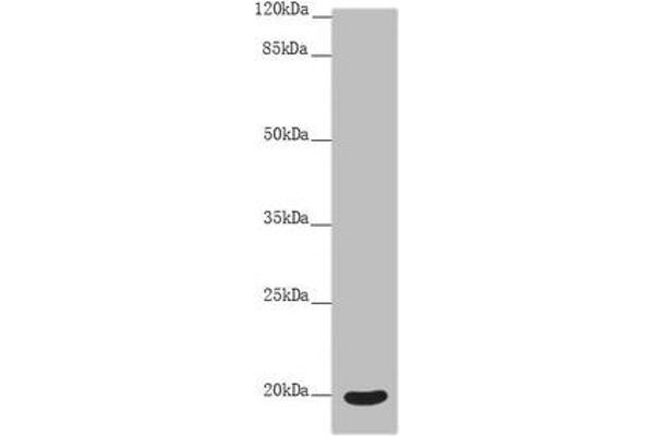 OPA3 antibody  (AA 25-179)