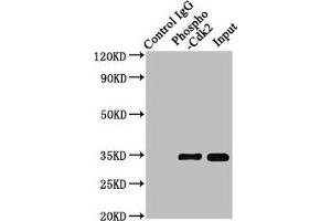Immunoprecipitating Phospho-CDK2 in Hela whole cell lysate treated with Pervanadate Lane 1: Rabbit control IgG(1 μg)instead of ABIN7127684 in Hela whole cell lysate treated with Pervanadate. (Recombinant CDK2 antibody  (pTyr15))