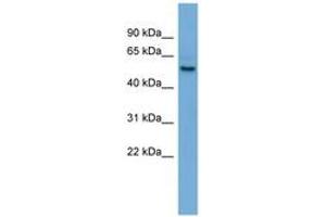 Image no. 1 for anti-Sperm Associated Antigen 6 (SPAG6) (C-Term) antibody (ABIN6745678) (SPAG6 antibody  (C-Term))
