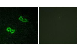 Peptide - +Immunofluorescence analysis of HepG2 cells, using GPR150 antibody. (GPR150 antibody  (Internal Region))