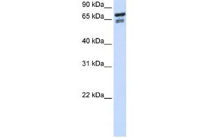 Western Blotting (WB) image for anti-Transcription Factor 25 (Basic Helix-Loop-Helix) (TCF25) antibody (ABIN2459130) (TCF25 antibody)