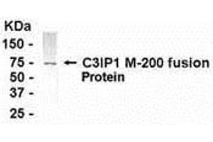 Western Blotting (WB) image for anti-Kelch-Like 12 (Drosophila) (KLHL12) (AA 205-404) antibody (ABIN2468096) (KLHL12 antibody  (AA 205-404))