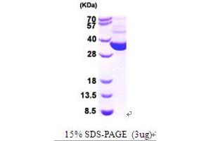 SDS-PAGE (SDS) image for Thioredoxin Reductase (TrxR) (AA 1-321) protein (ABIN666984) (Thioredoxin Reductase Protein (TrxR) (AA 1-321))
