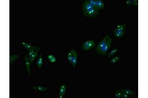 Immunofluorescent analysis of HepG2 cells using ABIN7147471 at dilution of 1:100 and Alexa Fluor 488-congugated AffiniPure Goat Anti-Rabbit IgG(H+L) (LASS5 antibody  (AA 332-392))