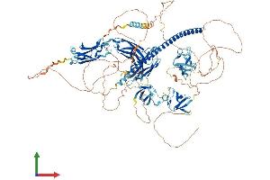AlphaFold protein structure predicition of Mouse Recombinant Rimbp2 Protein, UniprotID Q80U40