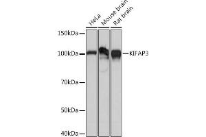 KIFAP3 antibody