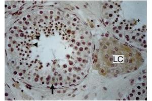 Immunohistochemistry image of Endothelin staining in paraffn sections of human testis. (Endothelin 1/2 antibody)