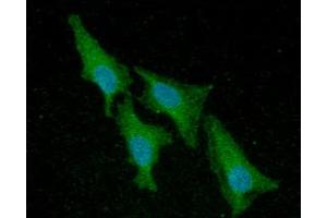 ICC/IF analysis of ACP1 in HeLa cells line, stained with DAPI (Blue) for nucleus staining and monoclonal anti-human ACP1 antibody (1:100) with goat anti-mouse IgG-Alexa fluor 488 conjugate (Green). (ACP1 antibody  (AA 1-158))