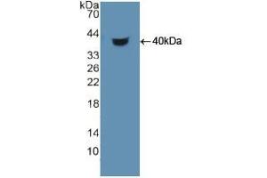 Western blot analysis of recombinant Human HDGF. (HDGF antibody  (AA 10-240))