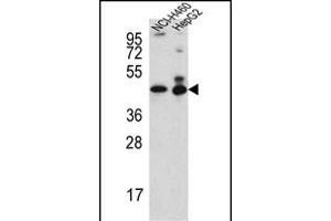 Actin-Like 6B antibody  (N-Term)