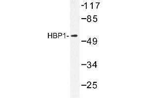 Image no. 1 for anti-HMG Box-Containing Protein 1 (HBP1) antibody (ABIN272139) (HBP1 antibody)