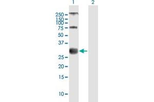 Western Blot analysis of MOG expression in transfected 293T cell line by MOG MaxPab polyclonal antibody. (MOG antibody  (AA 1-295))