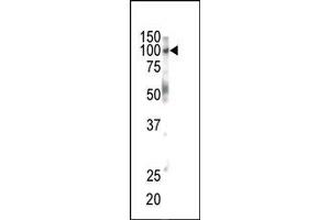 Western blot analysis of anti-EphB1 Pab in mouse brain tissue. (EPH Receptor B1 antibody  (C-Term))