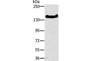 Western blot analysis of A172 cell, using FMNL1 Polyclonal Antibody at dilution of 1:350 (Formin-Like 1 antibody)