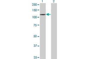 DAXX antibody  (AA 561-660)