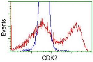 Image no. 1 for anti-Cyclin-Dependent Kinase 2 (CDK2) antibody (ABIN1497394) (CDK2 antibody)