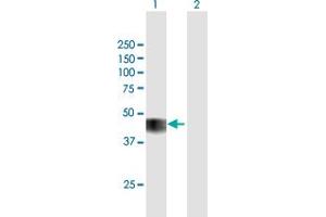 Western Blot analysis of CCNO expression in transfected 293T cell line by CCNO MaxPab polyclonal antibody.