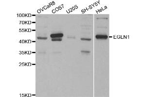 Western blot analysis of extracts of various cell lines, using EGLN1 antibody (ABIN5970498) at 1/1000 dilution. (EGLN1 antibody)