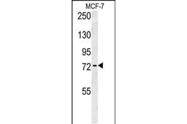 ARHGAP44 antibody  (C-Term)