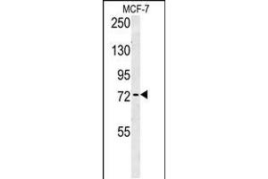 ARHGAP44 Antikörper  (C-Term)