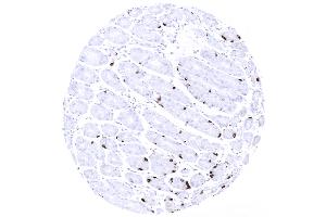 Immunohistochemistry (IHC) image for anti-Chromogranin A (CHGA) antibody (ABIN7477423)