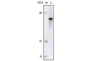 Western blot analysis using FES mouse mAb against truncated FES recombinant protein. (FES antibody)