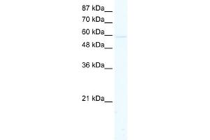 WB Suggested Anti-KCNK10 Antibody Titration:  2. (KCNK10 antibody  (C-Term))