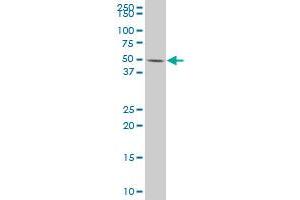 DUSP10 antibody  (AA 1-140)